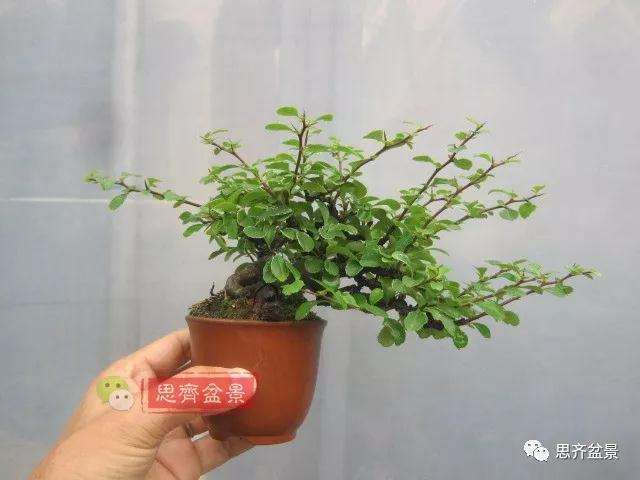 图解 一棵微型白花长寿梅盆景的培养方法