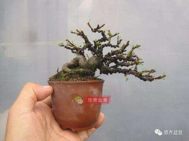 图解 一棵微型白花长寿梅盆景的培养方法