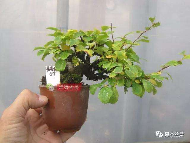 图解 一棵微型白花长寿梅盆景的培养方法