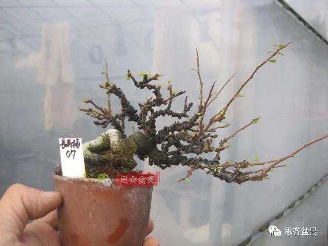 图解 一棵微型白花长寿梅盆景的培养方法