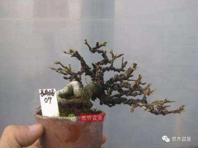 图解 一棵微型白花长寿梅盆景的培养方法