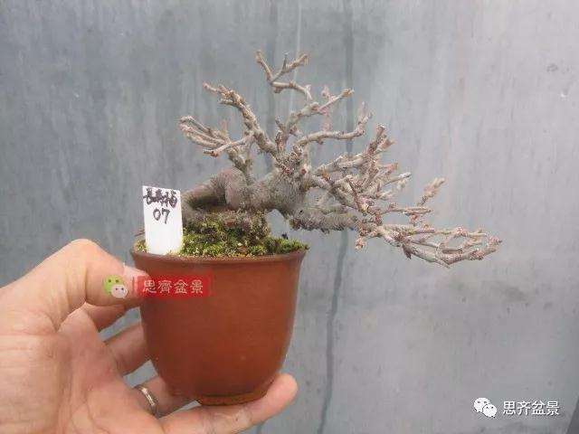 图解 一棵微型白花长寿梅盆景的培养方法