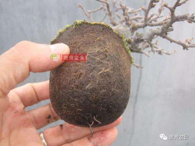 图解 一棵微型白花长寿梅盆景的培养方法