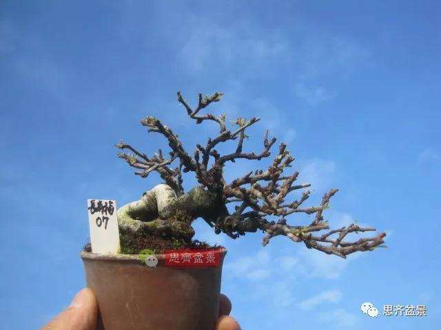 图解 一棵微型白花长寿梅盆景的培养方法