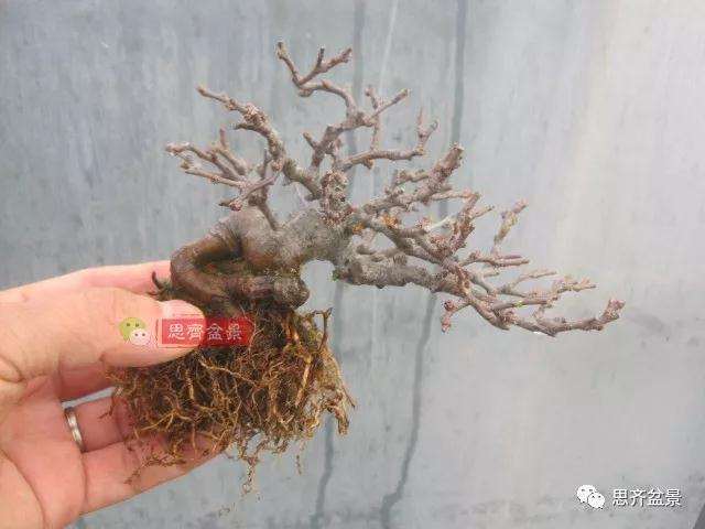 图解 一棵微型白花长寿梅盆景的培养方法