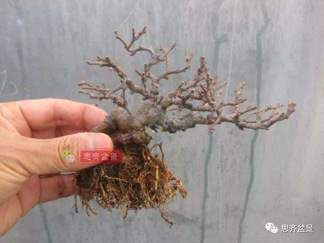 图解 一棵微型白花长寿梅盆景的培养方法