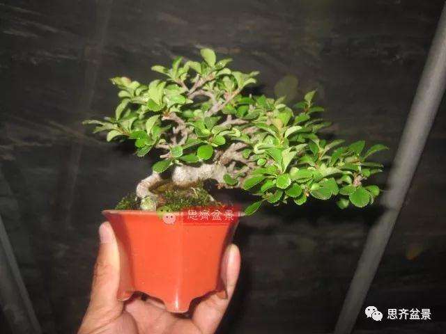 图解 一棵微型白花长寿梅盆景的培养方法