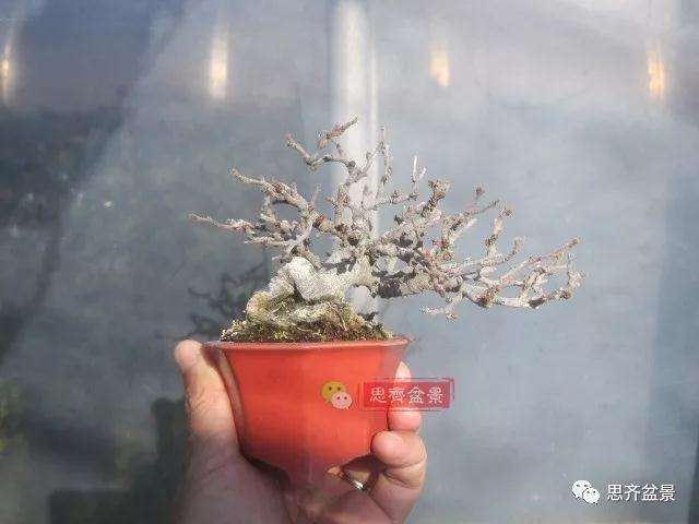 图解 一棵微型白花长寿梅盆景的培养方法