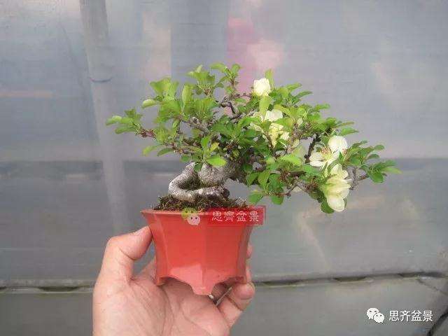 图解 一棵微型白花长寿梅盆景的培养方法