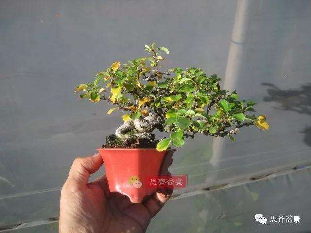 图解 一棵微型白花长寿梅盆景的培养方法