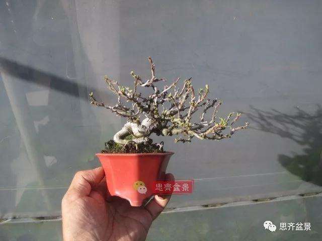 图解 一棵微型白花长寿梅盆景的培养方法