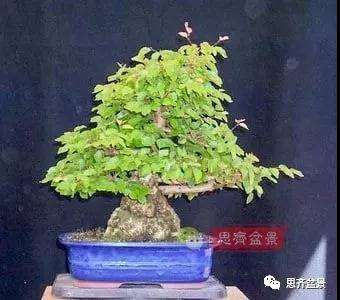 鹅耳枥盆景怎么修建造型的方法