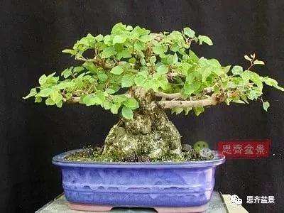 鹅耳枥盆景怎么修建造型的方法