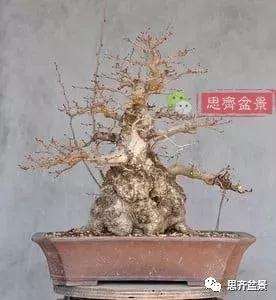 鹅耳枥盆景怎么修建造型的方法