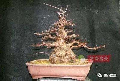 鹅耳枥盆景怎么修建造型的方法