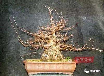 鹅耳枥盆景怎么修建造型的方法