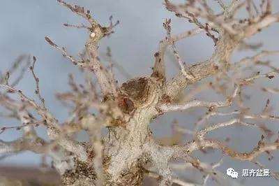 鹅耳枥盆景怎么修建造型的方法