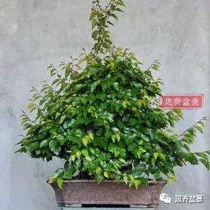 鹅耳枥盆景怎么修建造型的方法