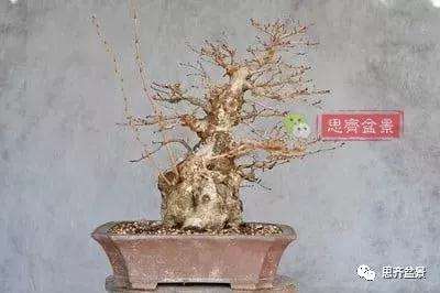 鹅耳枥盆景怎么修建造型的方法