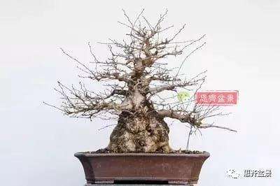 鹅耳枥盆景怎么修建造型的方法