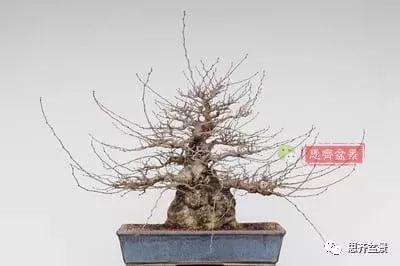 鹅耳枥盆景怎么修建造型的方法