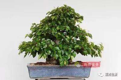 鹅耳枥盆景怎么修建造型的方法