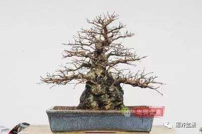 鹅耳枥盆景怎么修建造型的方法
