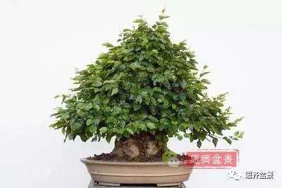 鹅耳枥盆景怎么修建造型的方法