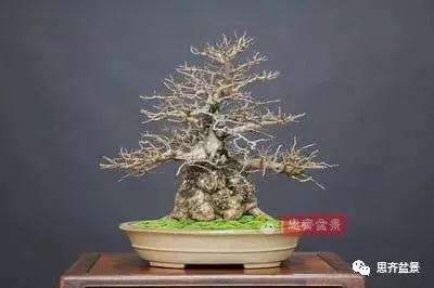 鹅耳枥盆景怎么修建造型的方法