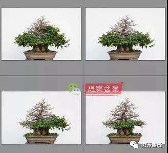 鹅耳枥盆景怎么修建造型的方法