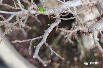 鹅耳枥盆景怎么修建造型的方法
