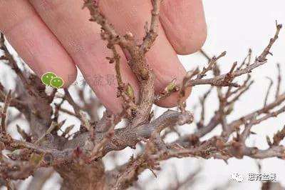 鹅耳枥盆景怎么修建造型的方法