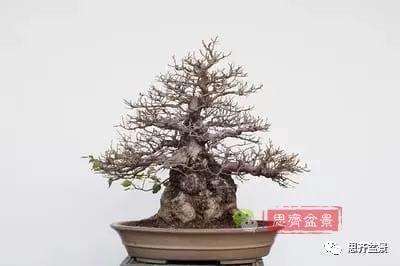 鹅耳枥盆景怎么修建造型的方法