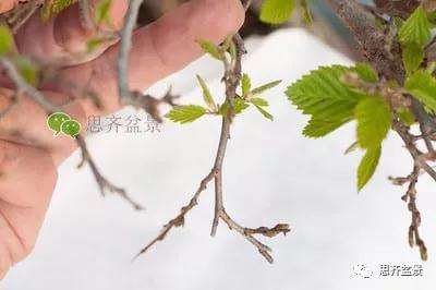 鹅耳枥盆景怎么修建造型的方法