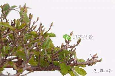 鹅耳枥盆景怎么修建造型的方法