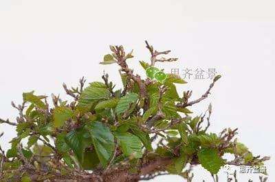 鹅耳枥盆景怎么修建造型的方法