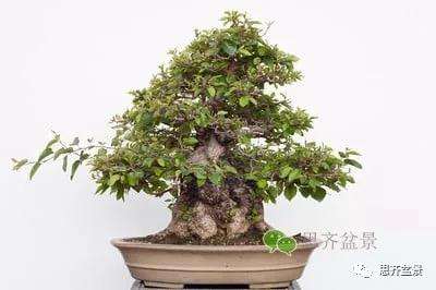 鹅耳枥盆景怎么修建造型的方法