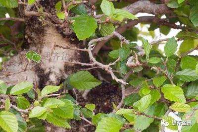 鹅耳枥盆景怎么修建造型的方法