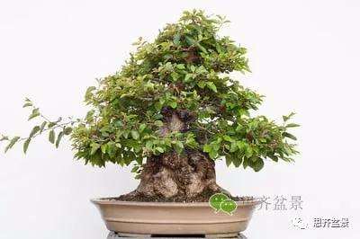 鹅耳枥盆景怎么修建造型的方法