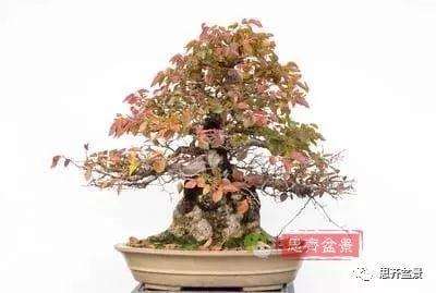 鹅耳枥盆景怎么修建造型的方法