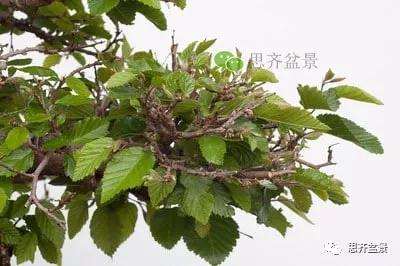 鹅耳枥盆景怎么修建造型的方法