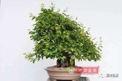 鹅耳枥盆景怎么修建造型的方法