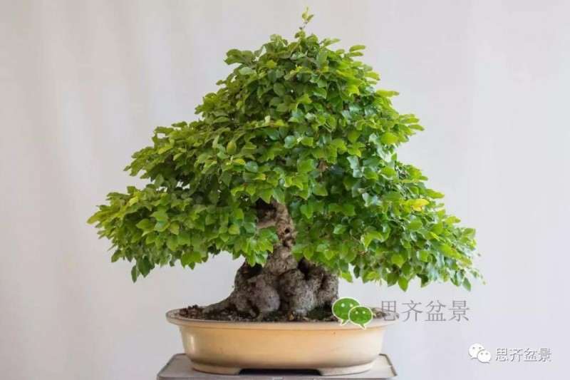 鹅耳枥盆景怎么修建造型的方法