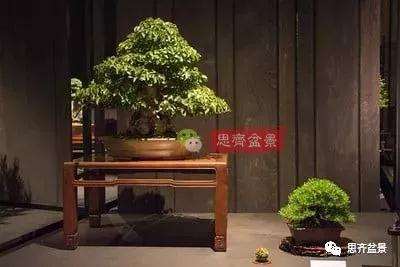 鹅耳枥盆景怎么修建造型的方法