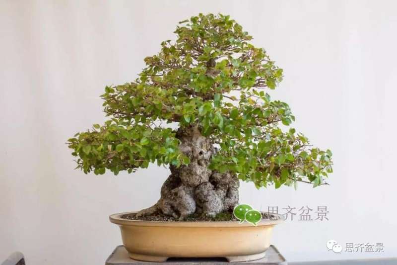 鹅耳枥盆景怎么修建造型的方法