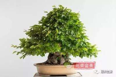 鹅耳枥盆景怎么修建造型的方法