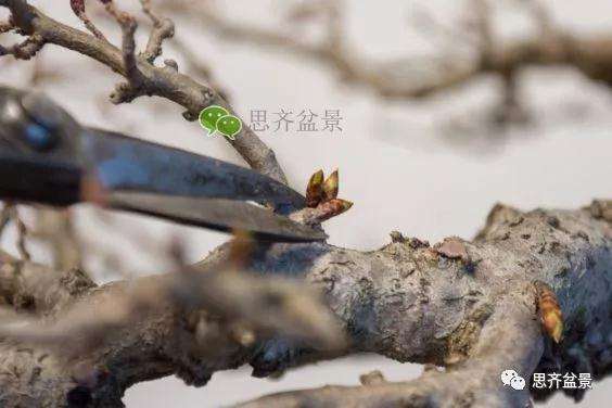 鹅耳枥盆景怎么修建造型的方法