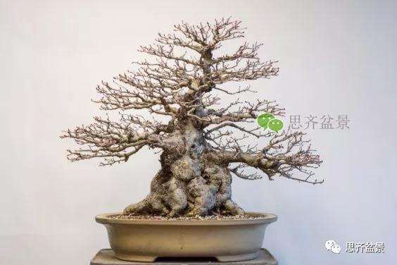 鹅耳枥盆景怎么修建造型的方法