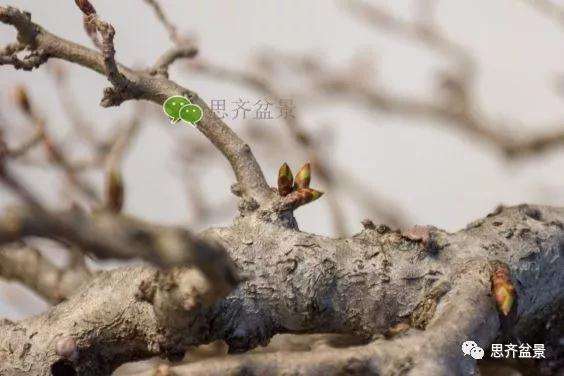 鹅耳枥盆景怎么修建造型的方法