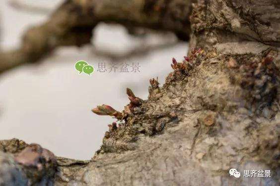 鹅耳枥盆景怎么修建造型的方法